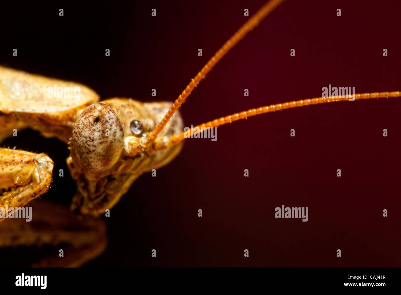 Porträtaufnahme der eine Gottesanbeterin Stockfoto