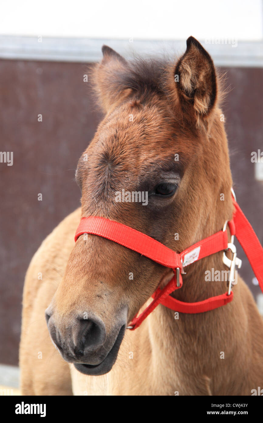 Porträt eines jungen Pferdes mit roten Zaumzeug Stockfoto