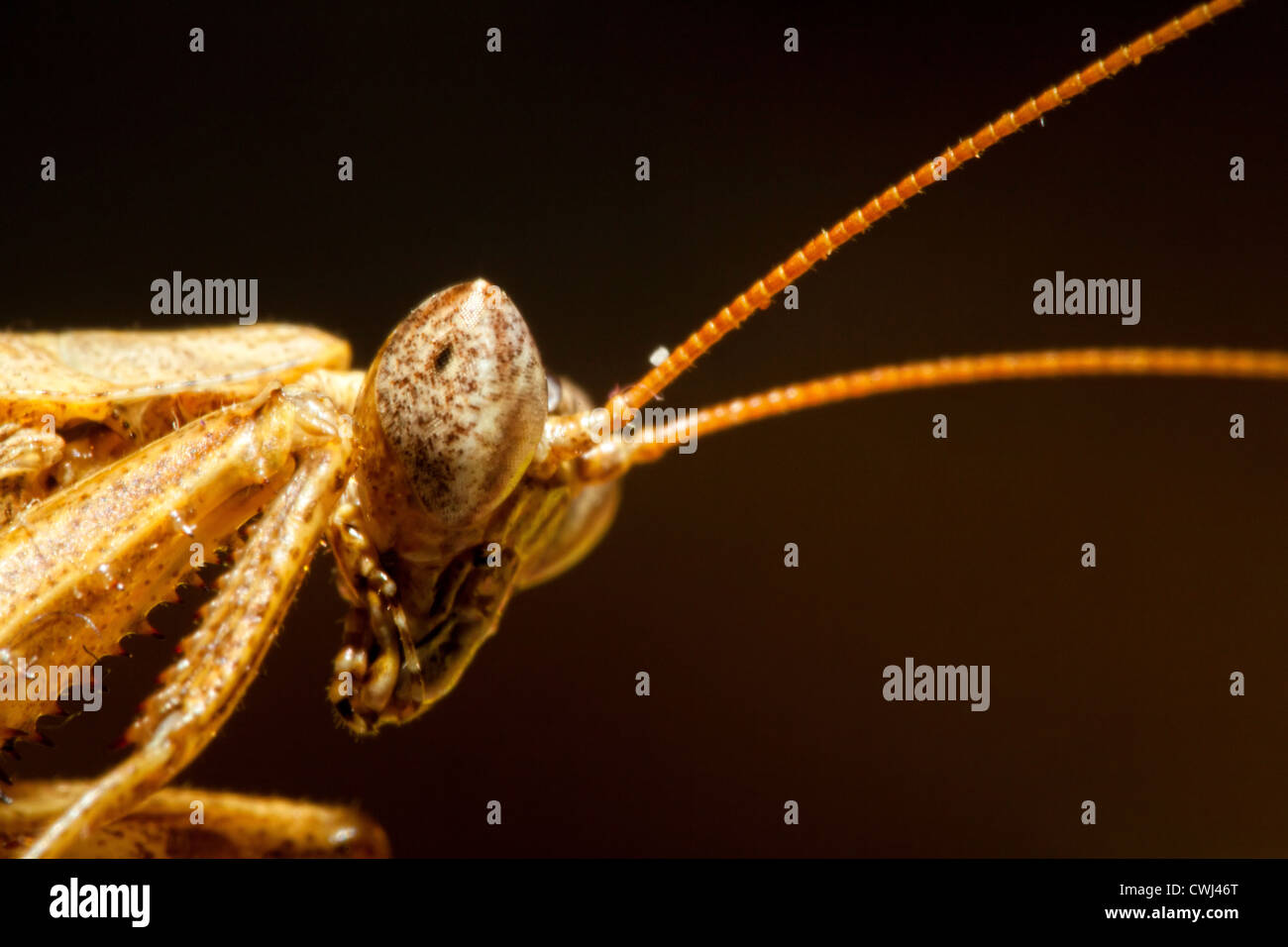 Porträtaufnahme der eine Gottesanbeterin Stockfoto