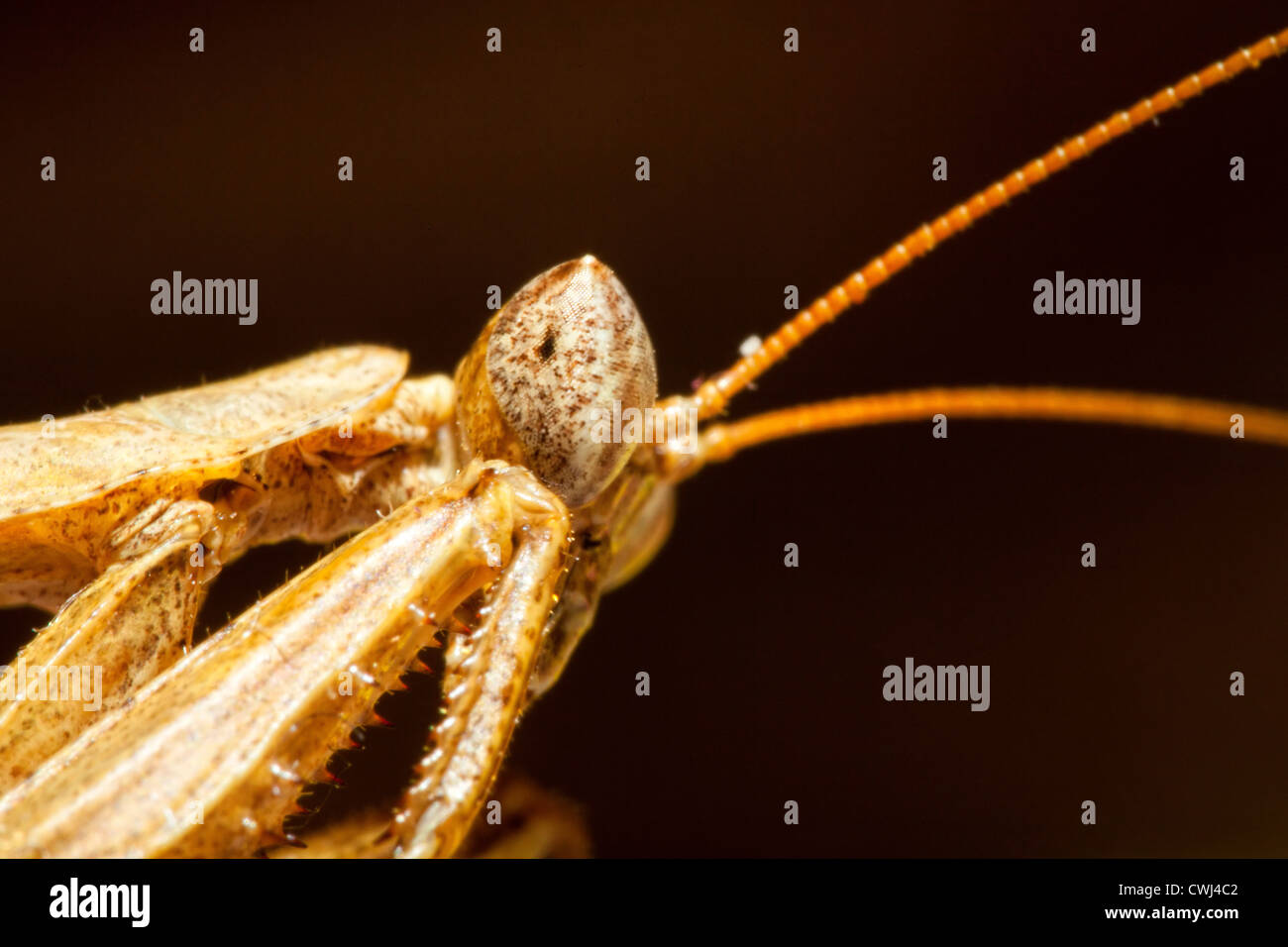 Porträtaufnahme der eine Gottesanbeterin Stockfoto