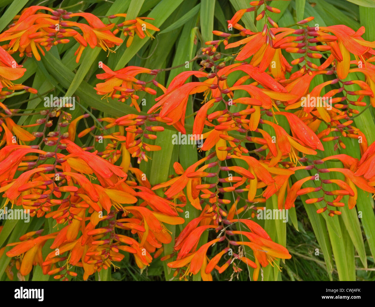 Montbretia Stockfoto