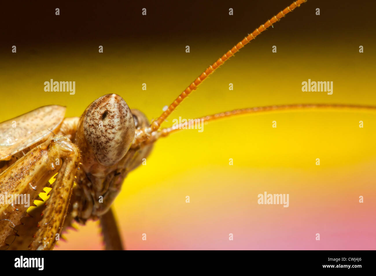 Porträtaufnahme der eine Gottesanbeterin Stockfoto
