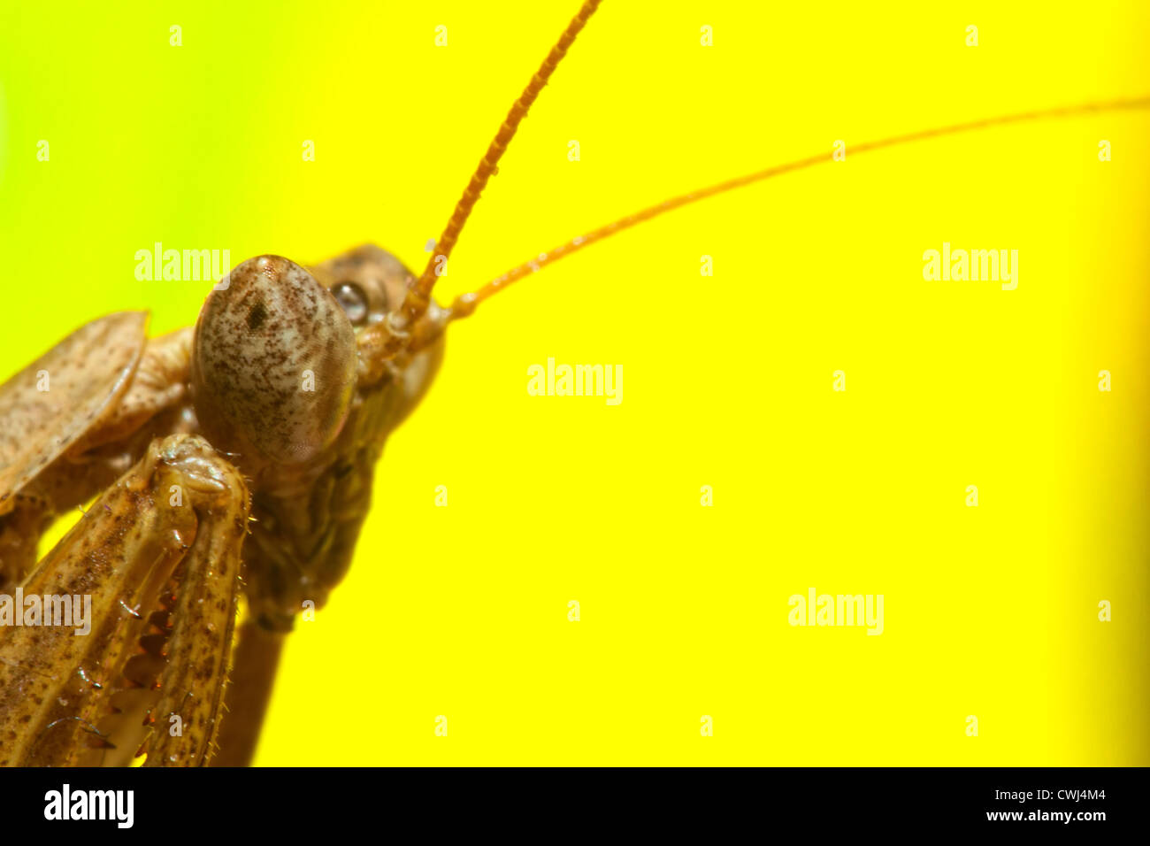 Porträtaufnahme der eine Gottesanbeterin Stockfoto