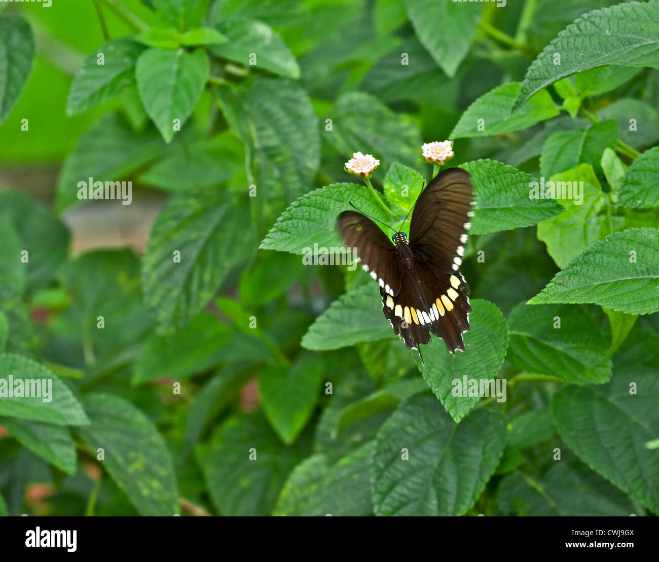 Schmetterling, Common Mormon Papilio Polytes, saugen Honig aus der Blume, mit Flügeln, bestäuben, Nahaufnahme, Raum kopieren Stockfoto