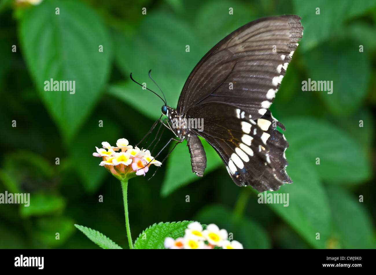 Schmetterling, Common Mormon Papilio Polytes, saugen Honig aus der Blume, bestäuben, Nahaufnahme, Raum kopieren Stockfoto