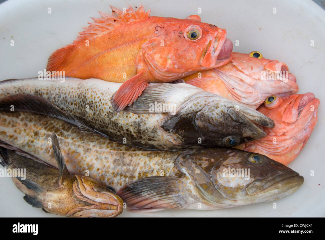 Fischerei auf Langara Island, Haida Gwaii. vormals auf den Queen-Charlotte-Inseln im Norden von British Columbia. r Stockfoto