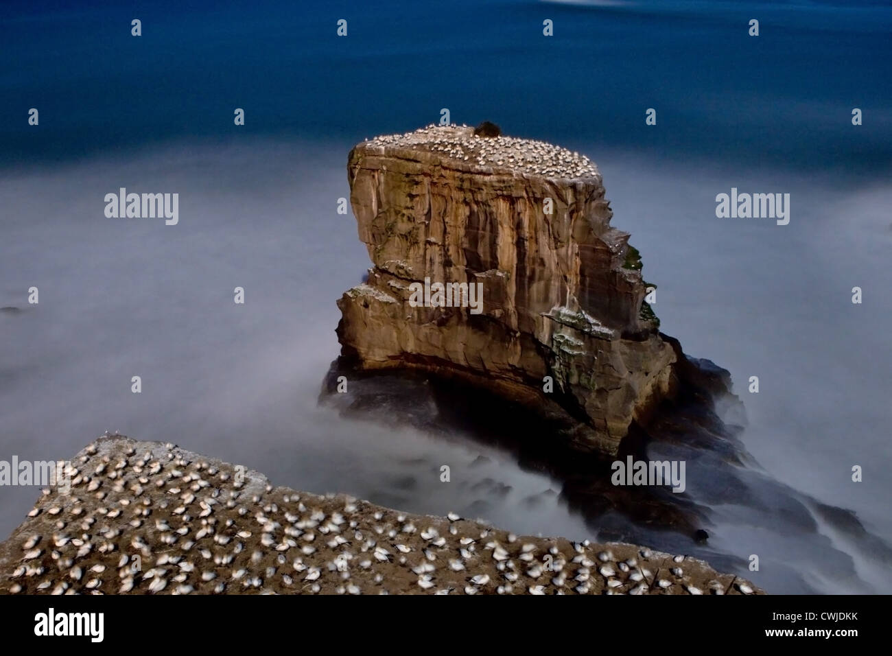 Australasian Gantets Kolonie an der Westküste Neuseelands während der Brutzeit Stockfoto