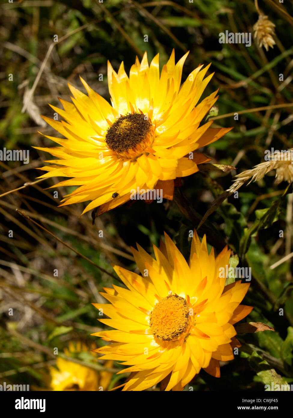 Goldene Everlasting (Bracteantha Subundulata) Stockfoto