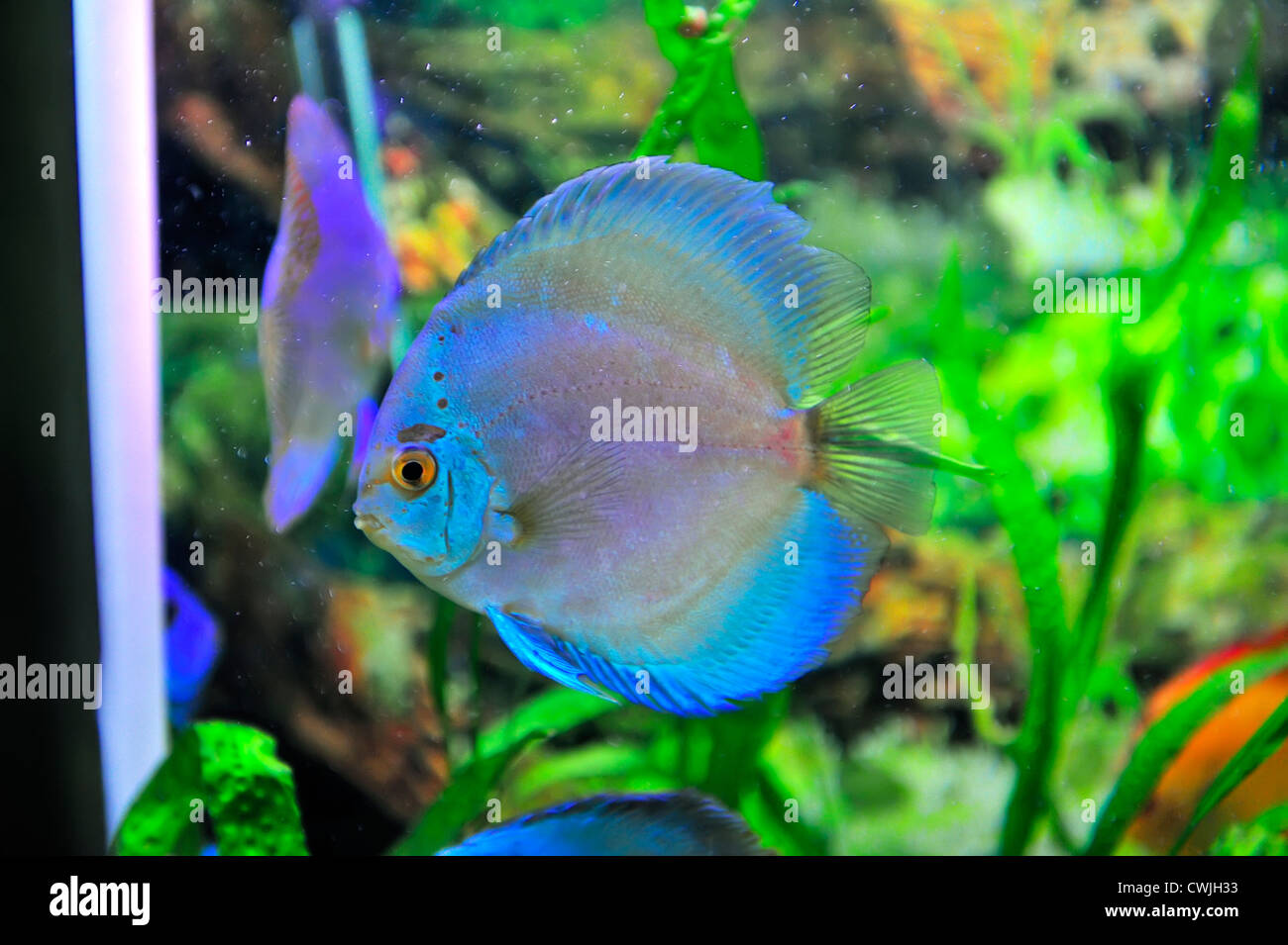 südamerikanische Diskusfische Stockfoto