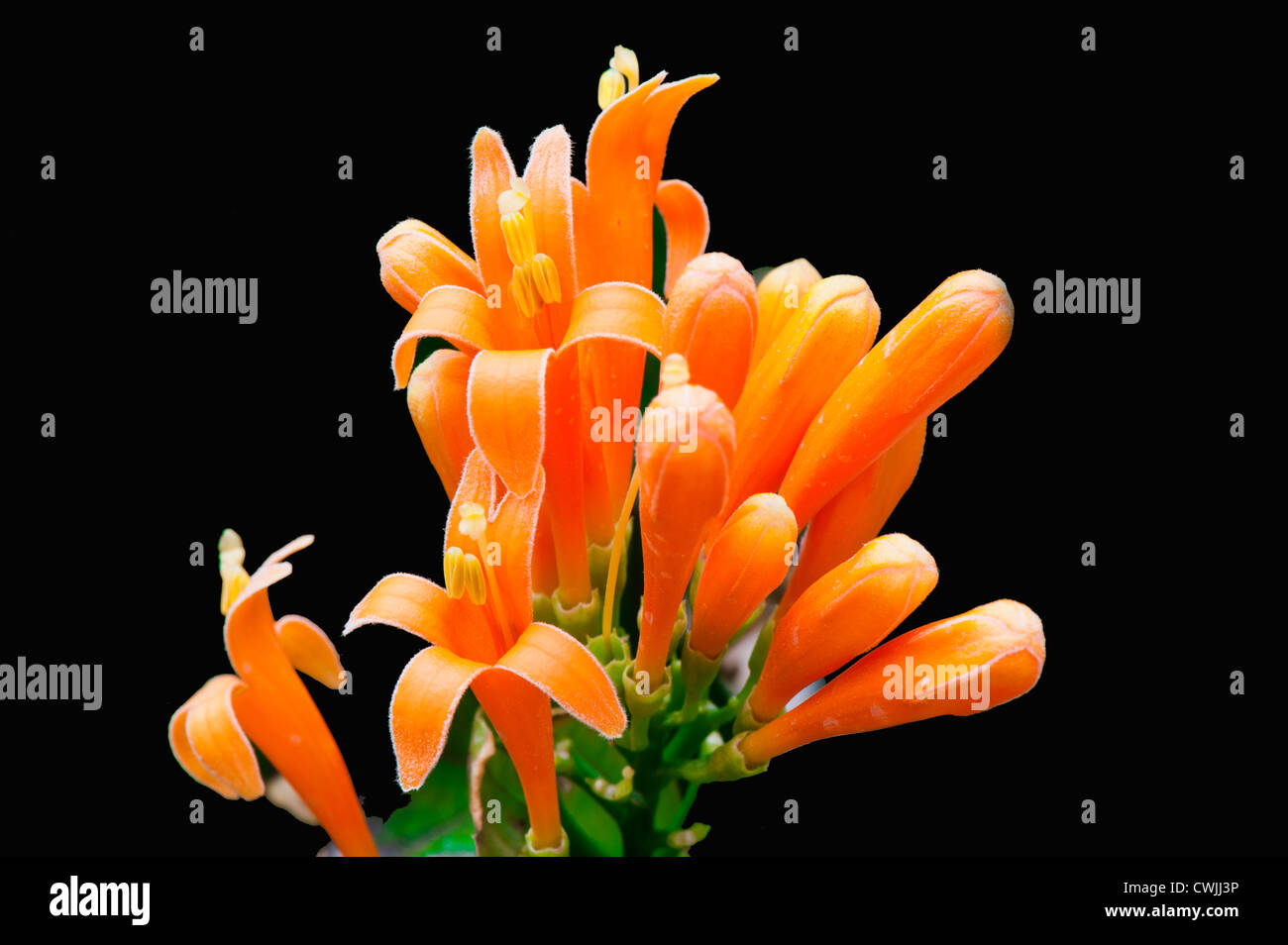 Orange Trompete oder Pyrostegia venusta Stockfoto
