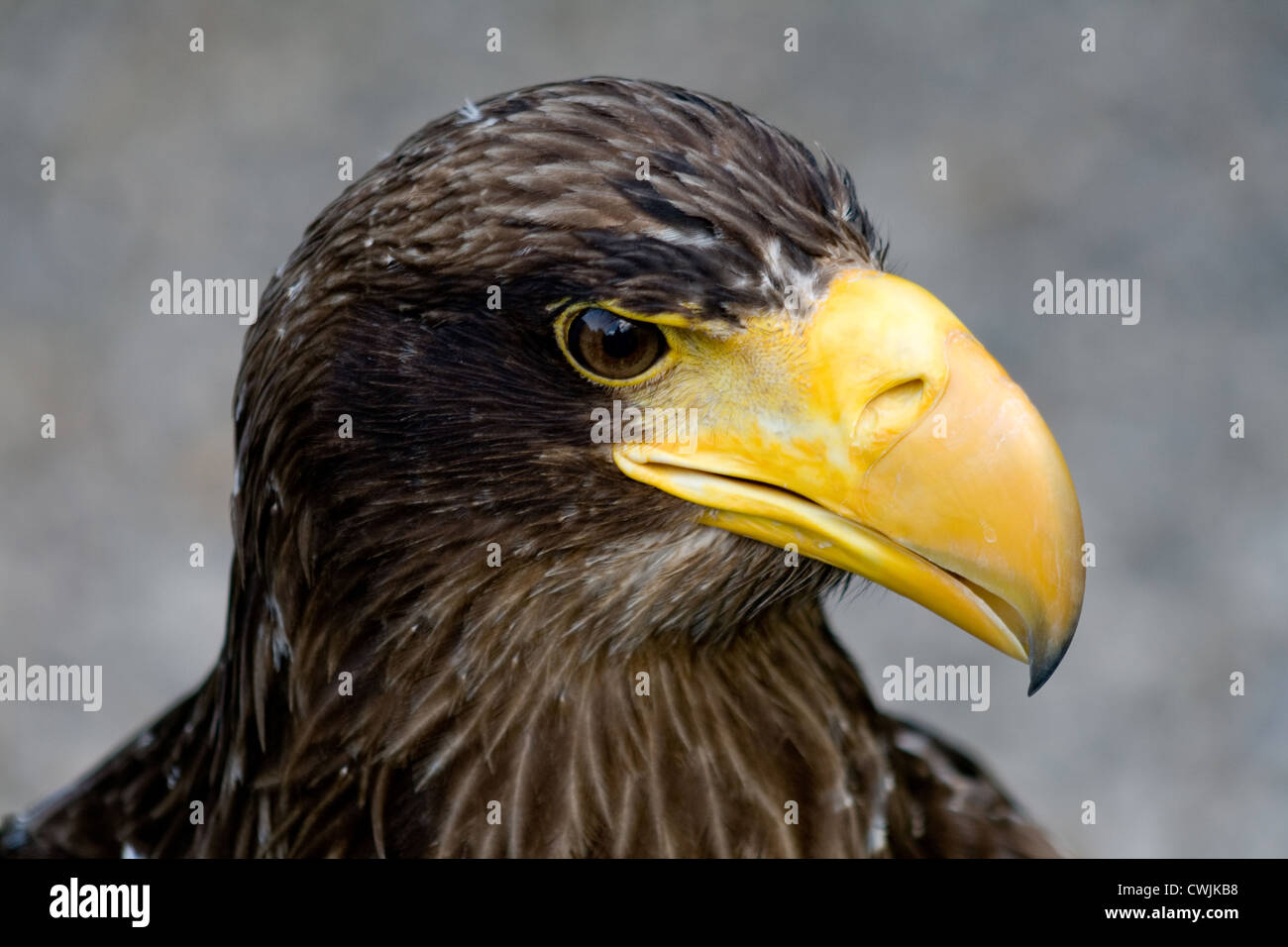 Ein Steller Seeadler in die Burg Hohenwerfen als Bestandteil ihrer Falknerei gehalten. Stockfoto