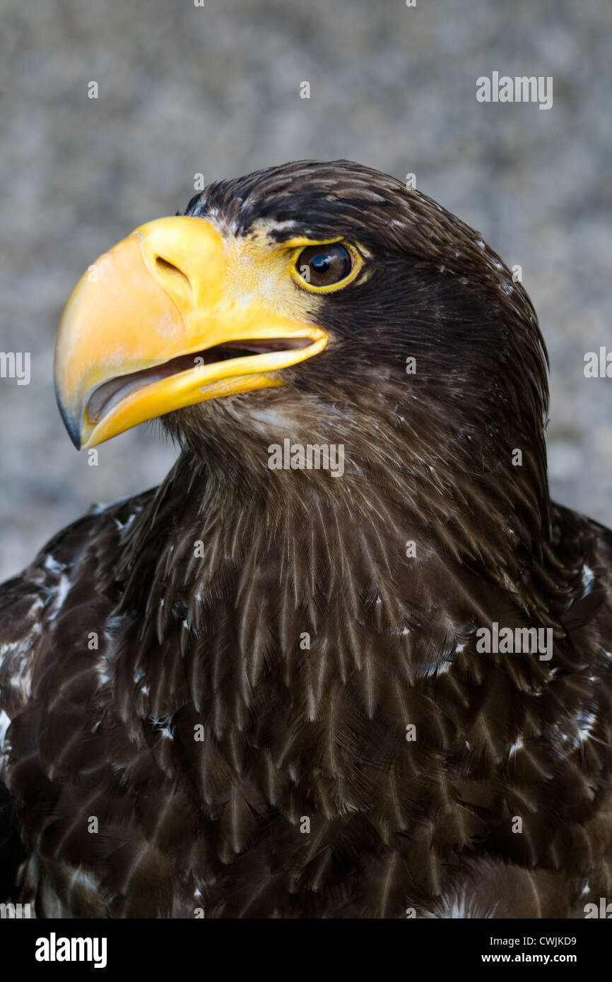 Ein Steller Seeadler in die Burg Hohenwerfen als Bestandteil ihrer Falknerei gehalten. Stockfoto