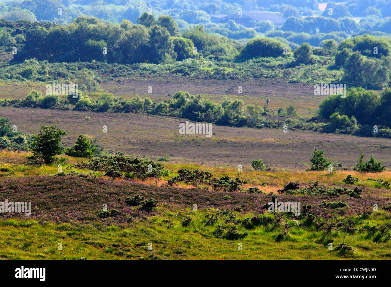 Ein Blick auf Winfrith Heath, DWT Naturschutzgebiet UK Stockfoto