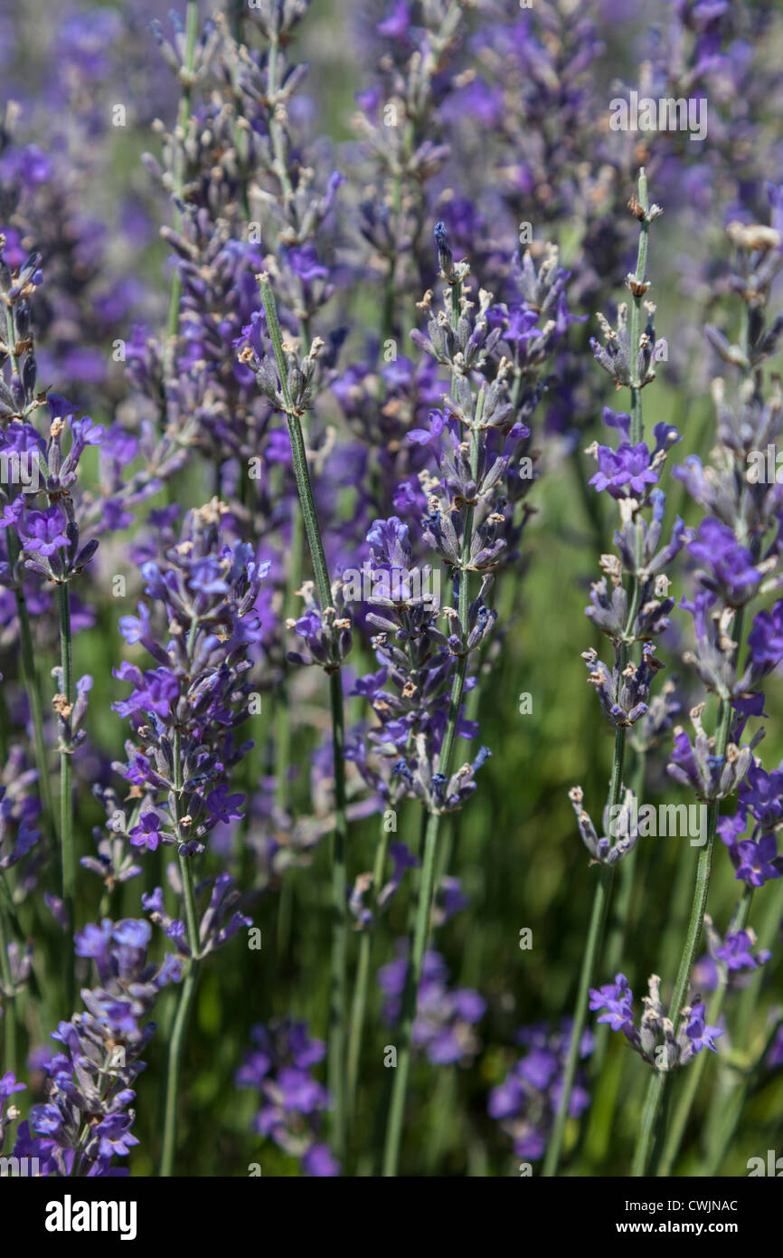 Lavendel-Köpfe Stockfoto