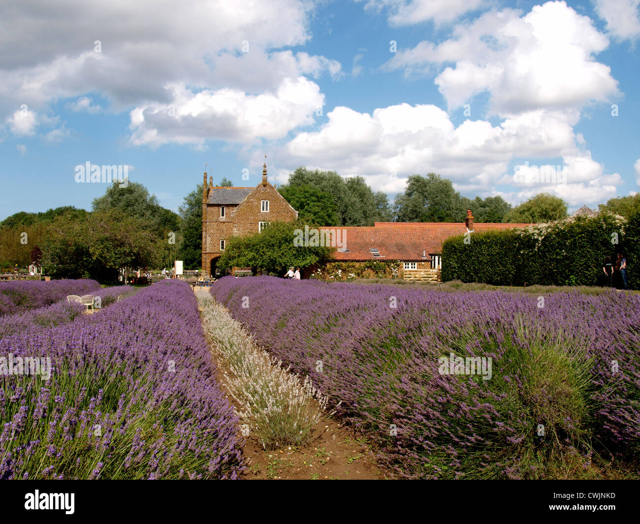 Norfolk Lavender, Kings Lynn, UK Stockfoto