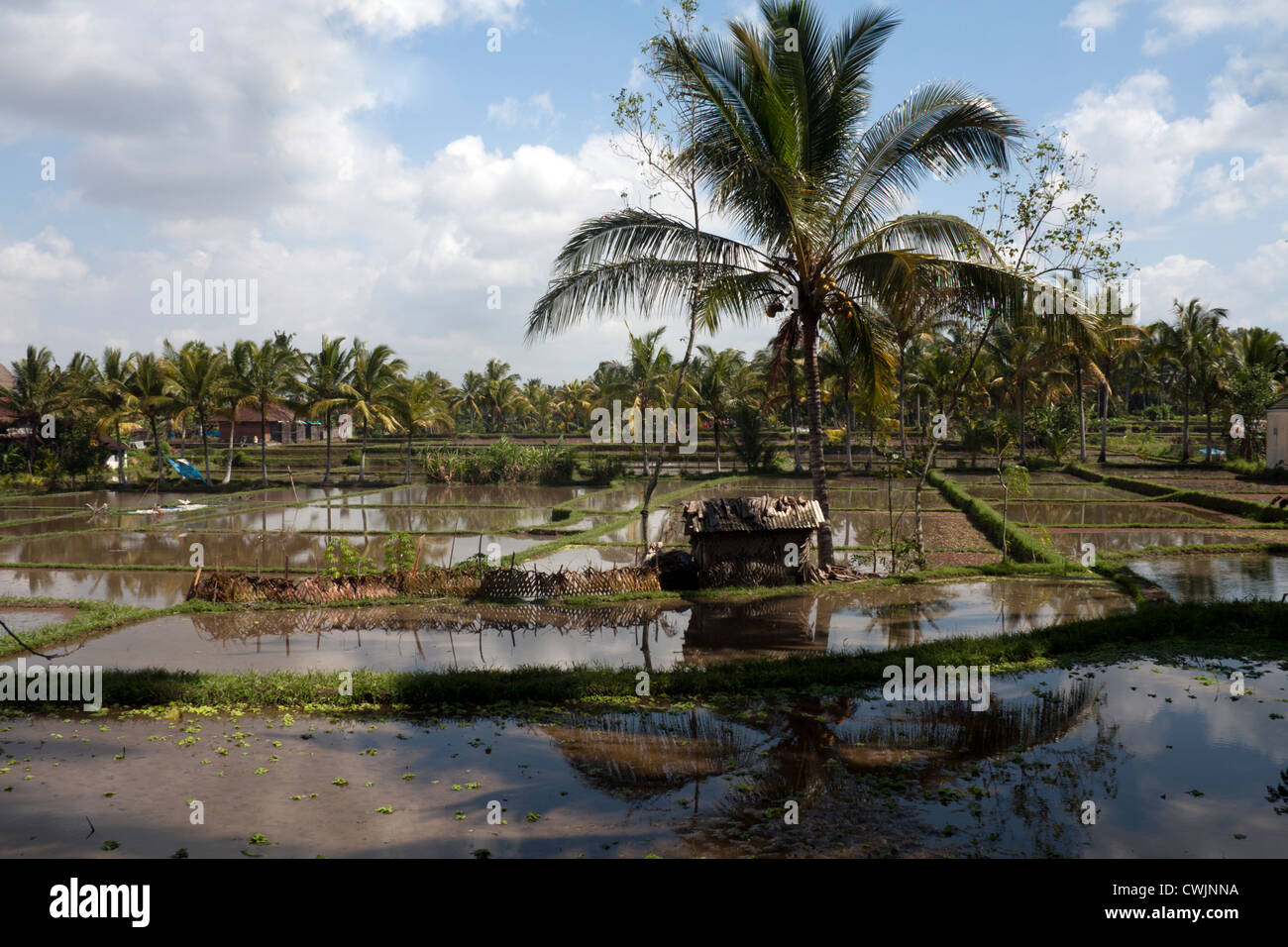Blick über Reisfelder, Ubud, Bali, Indonesien Stockfoto