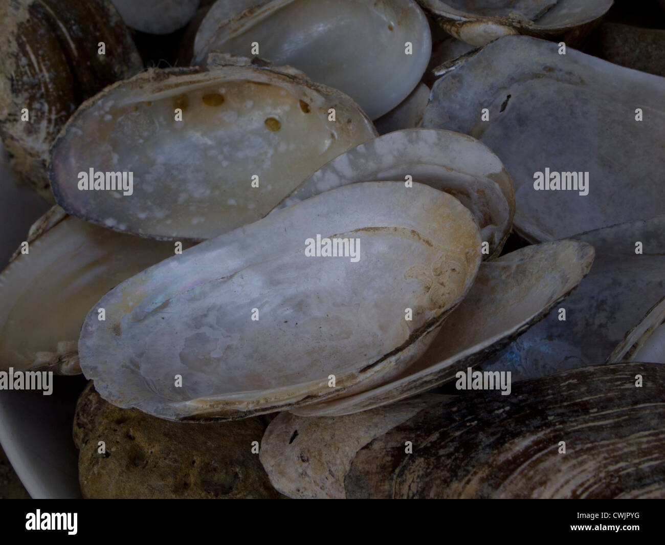 Muscheln aus dem Fluss - detail Stockfoto