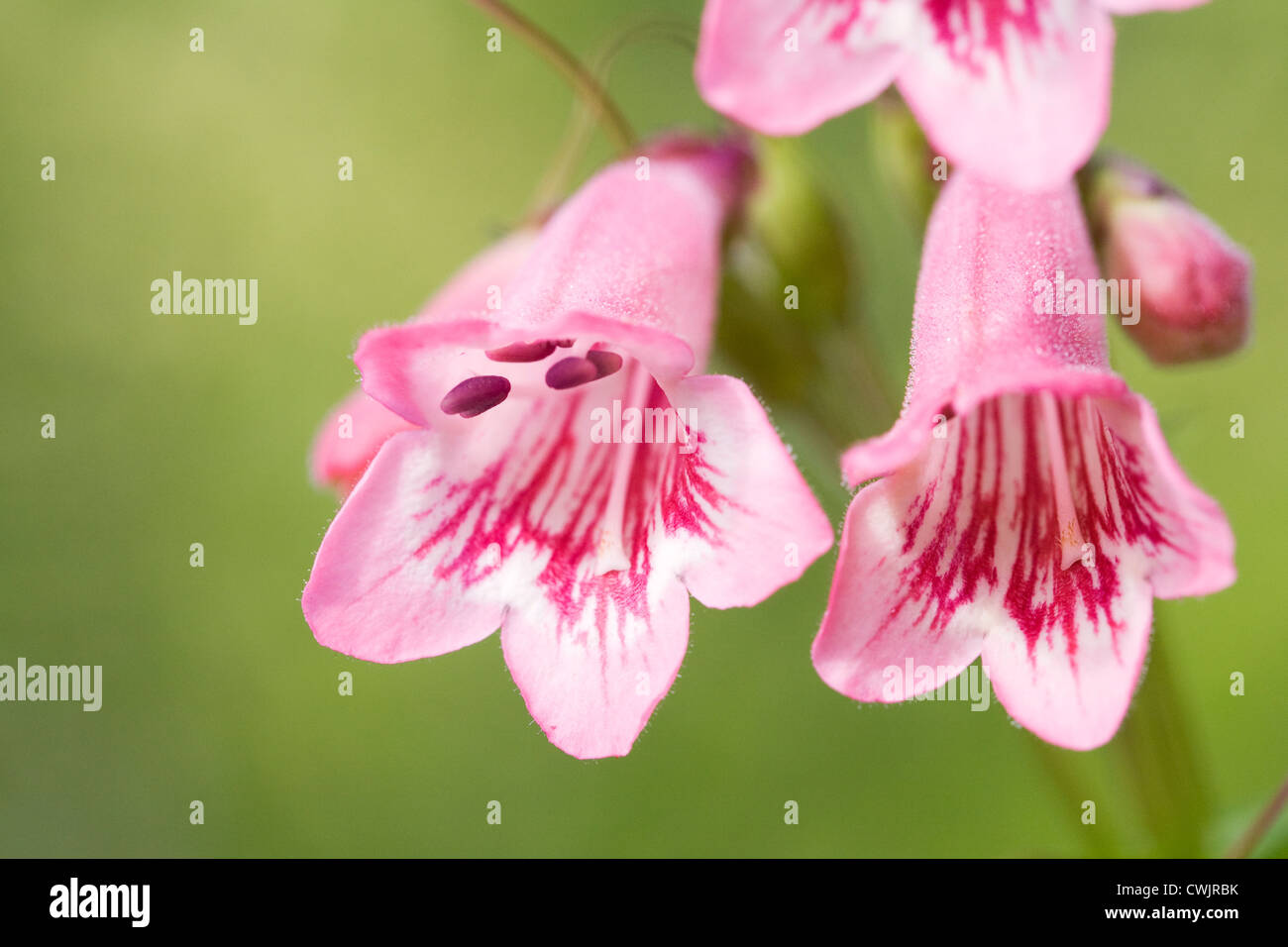 Penstemon 'Hidcote Pink' wächst in einem krautigen Grenze. Bart Zunge Blume. Stockfoto