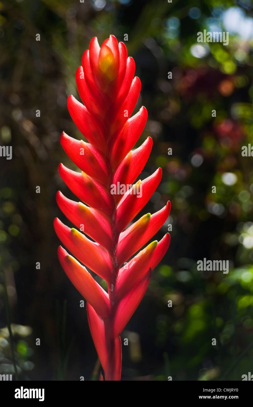 Rote Blumen in einem Garten Stockfoto