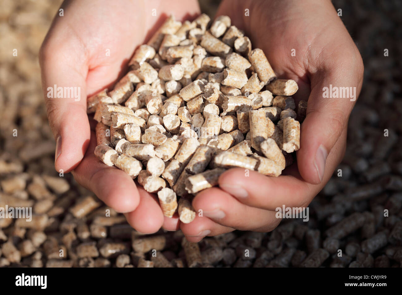 Alternativer Brennstoff: Pellets hergestellt von Industrieholz Abfall. Kurze Tiefenschärfe. Stockfoto