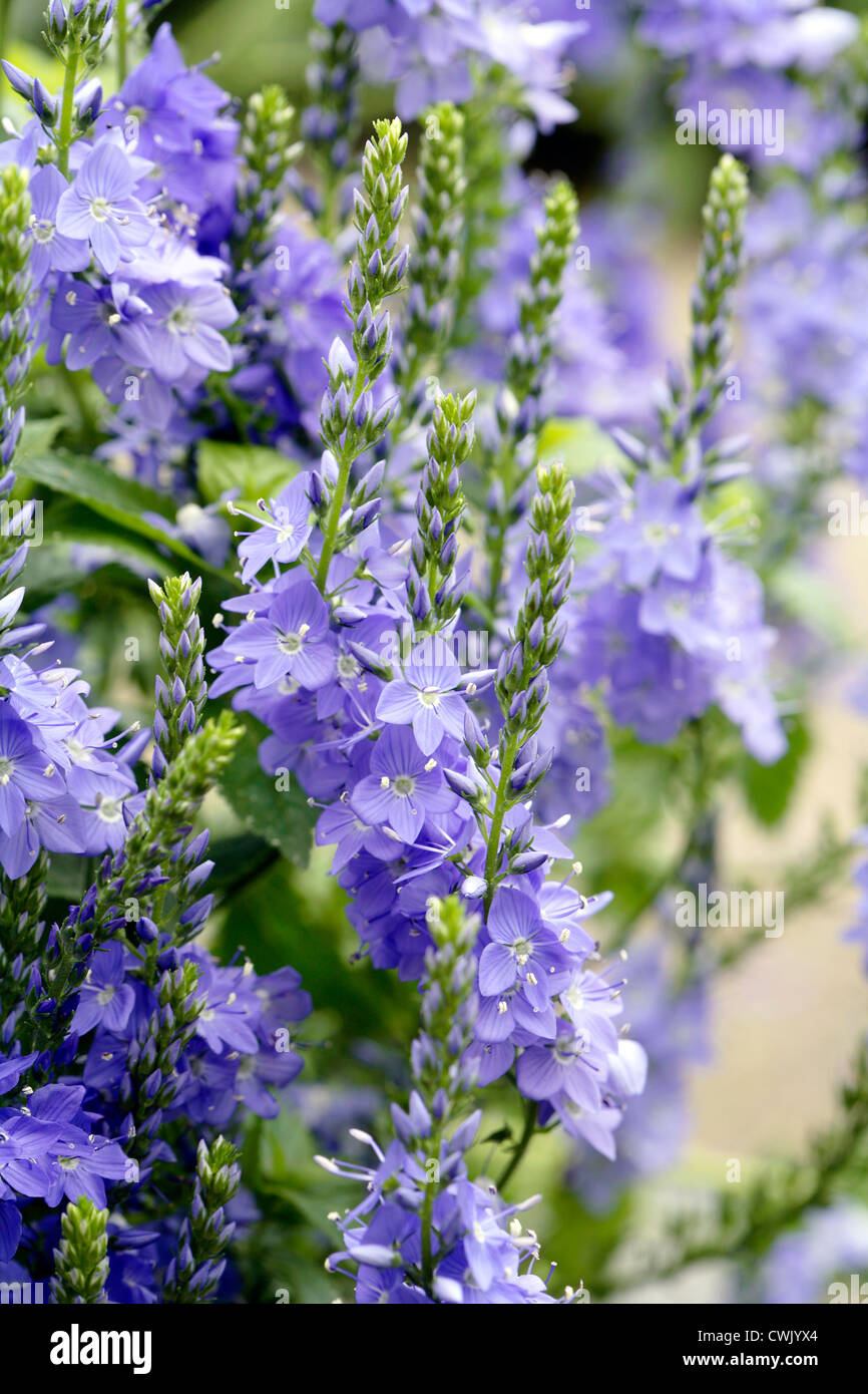 Ungarische Ehrenpreis (Veronica Austriaca) Blume Pflanze