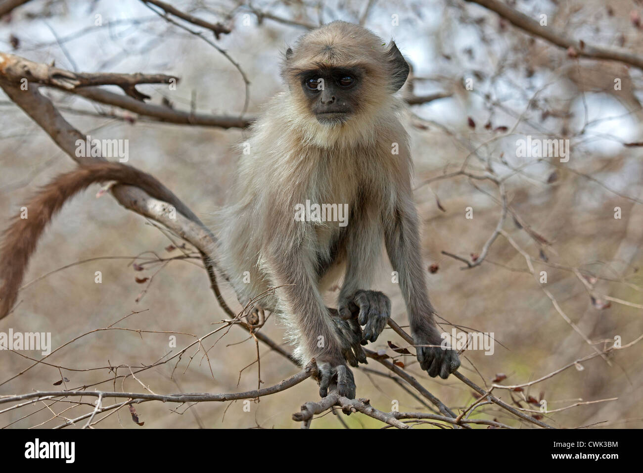 Graue Languren / Hanuman Languren (Semnopithecus Entellus) Juvenile, Ranthambore Nationalpark, Sawai Madhopur, Rajasthan, Indien Stockfoto