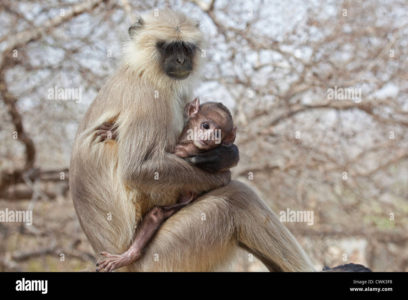 Graue Languren / Hanuman-Languren (Semnopithecus Entellus) mit Baby, Ranthambore Nationalpark, Sawai Madhopur, Rajasthan, Indien Stockfoto