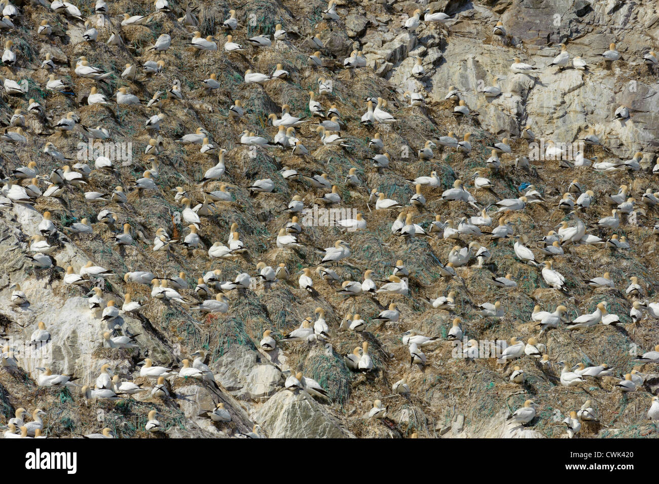 Basstölpel (Morus Bassanus) Brutkolonie bei Muckle Flugga zeigt Nester aus ausrangierten Linien und Netz gebaut. Stockfoto