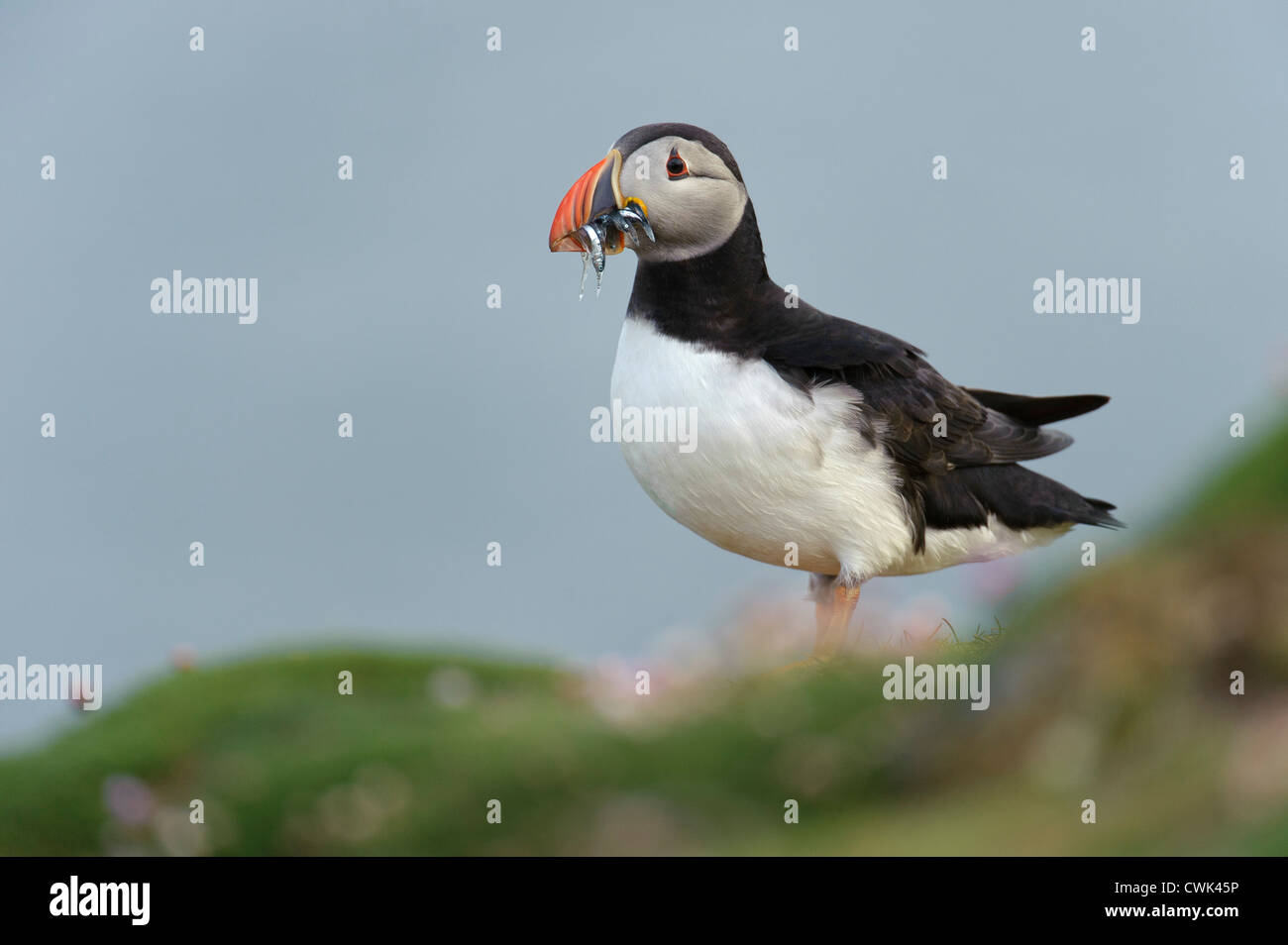 Papageitaucher (Fratercula Arctica) Sommer Erwachsenen Sandaale in Rechnung tragen. Fair-Isle, Shetland. Juni. Stockfoto