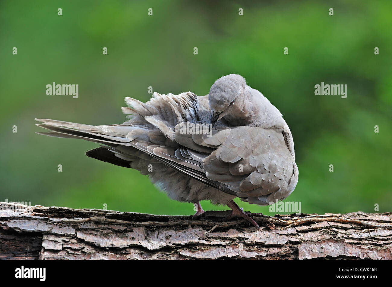 Eurasian collared dove (Streptopelia Decaocto) im Baum putzen seine Flügelfedern mit Schnabel, Belgien Stockfoto