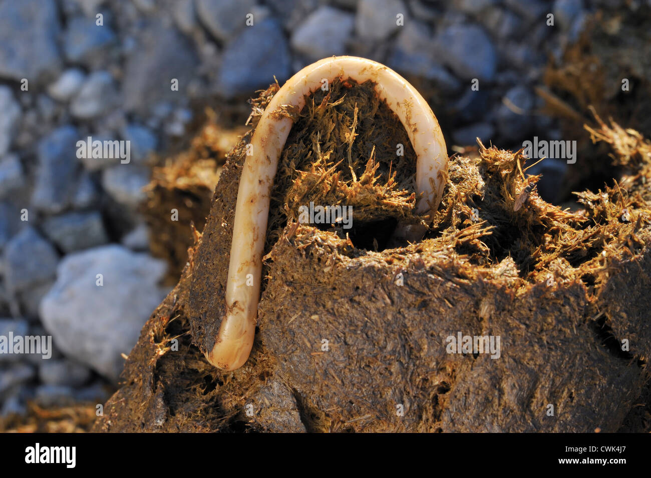 Pferd Fadenwurm / Equine Spulwürmer (Parascaris Equorum), Parasiten Würmer in Pferdemist / Gülle Stockfoto