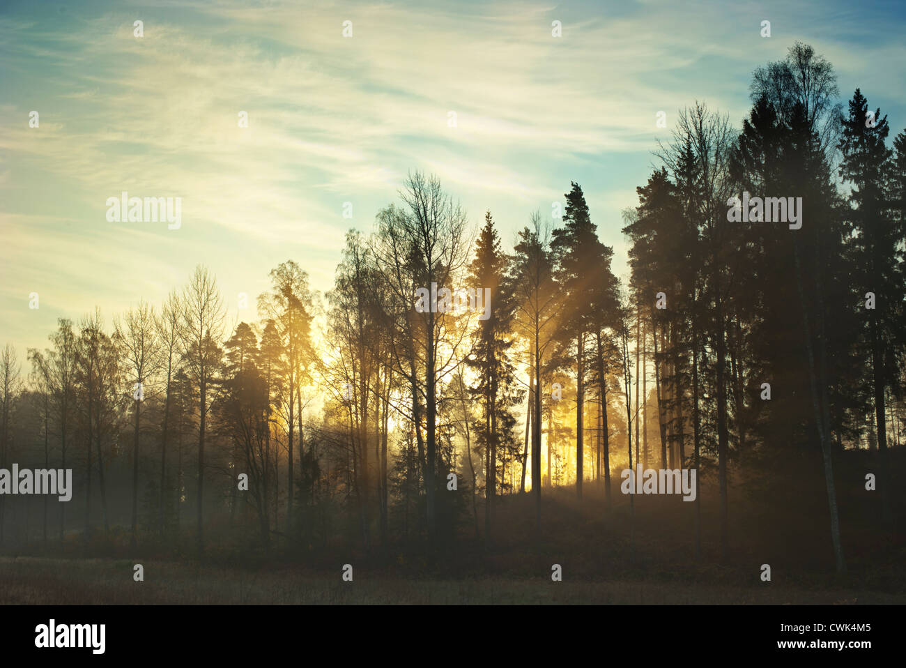 Sonne durch die Bäume um Sonnenuntergang Stockfoto