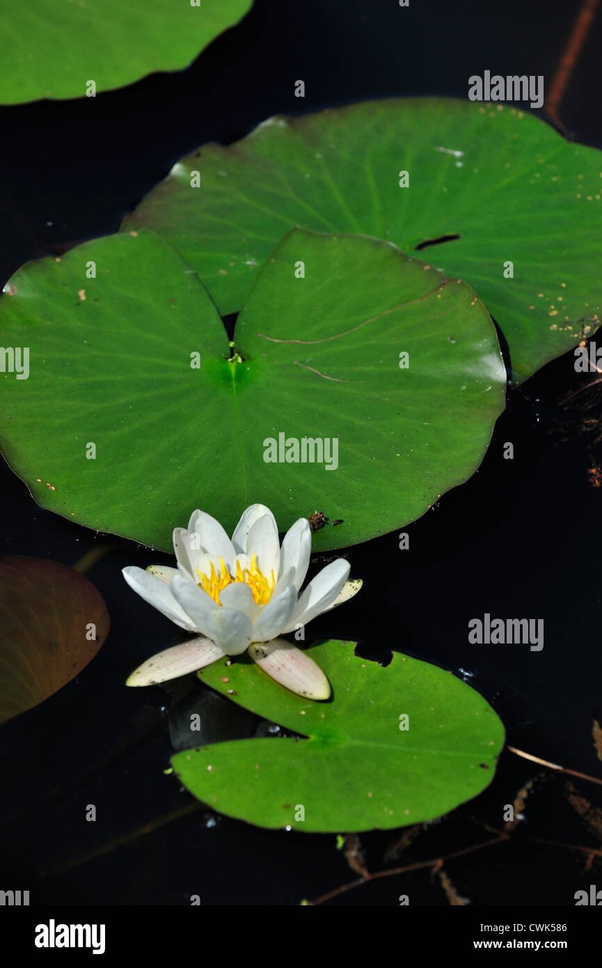 Europäische Weiße Seerose / Wasser-Lilie / White Lotus / Nenuphar (Nymphaea Alba) in Blüte im Teich Stockfoto