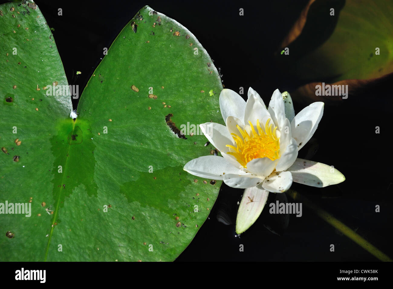 Europäische Weiße Seerose / Wasser-Lilie / White Lotus / Nenuphar (Nymphaea Alba) in Blüte im Teich Stockfoto