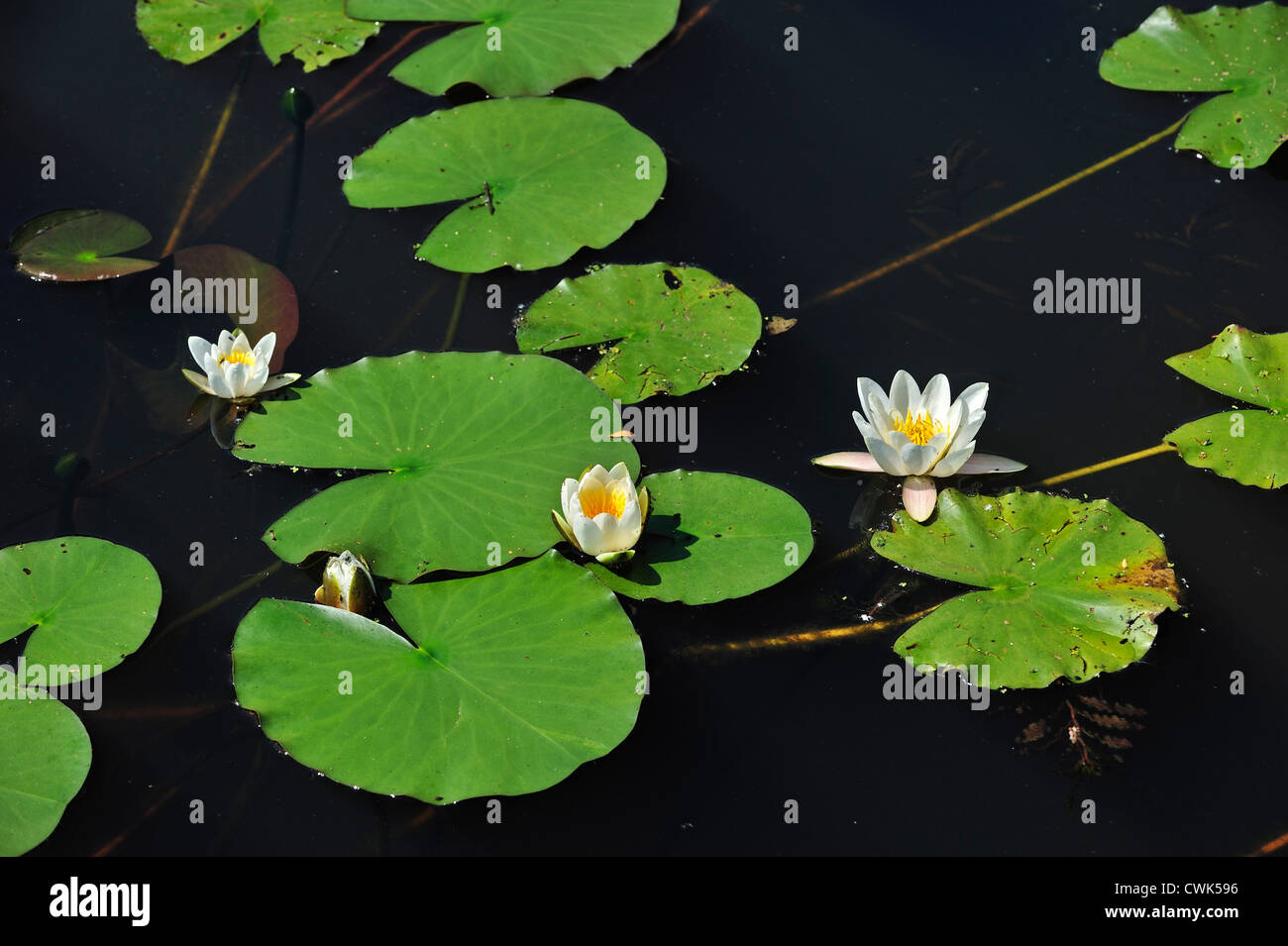 Europäische weiße Seerosen / Wasser-Lilien / White Lotus / Nenuphar (Nymphaea Alba) in Blüte im Teich Stockfoto