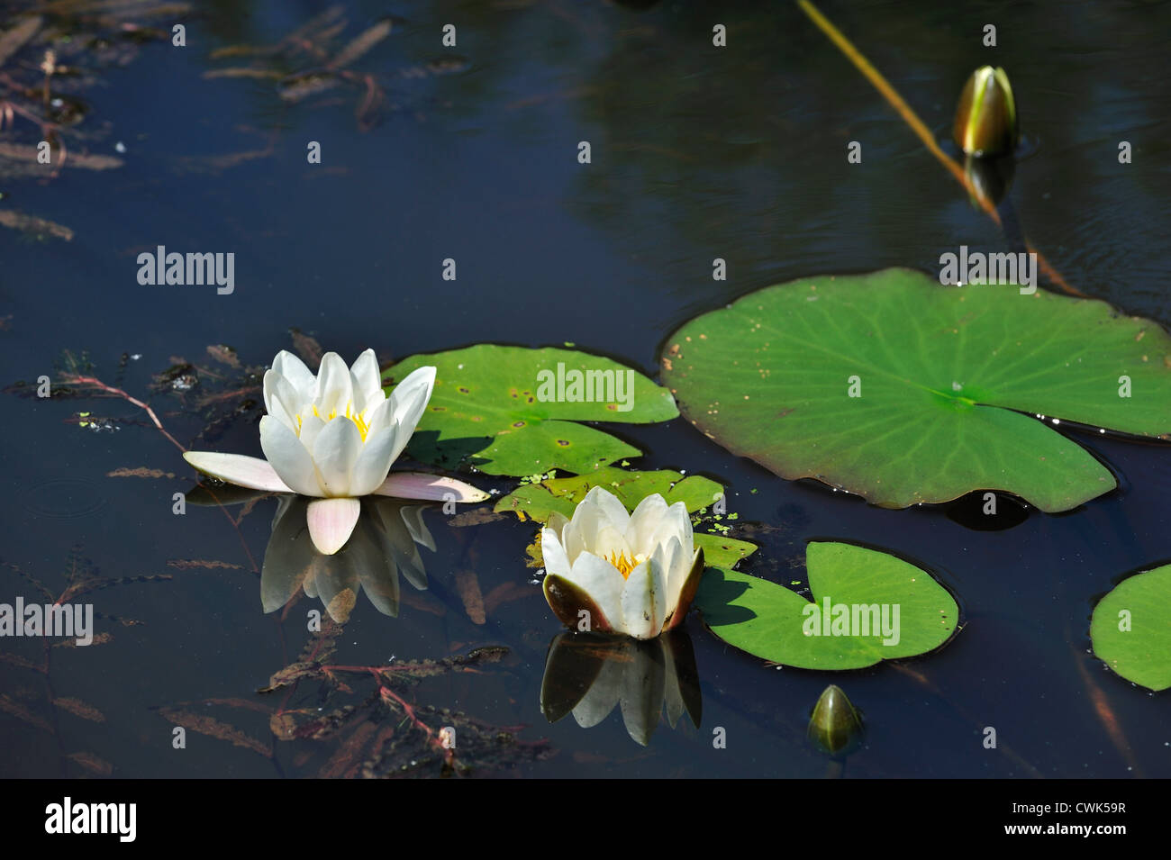 Europäische weiße Seerosen / Wasser-Lilien / White Lotus / Nenuphar (Nymphaea Alba) in Blüte im Teich Stockfoto