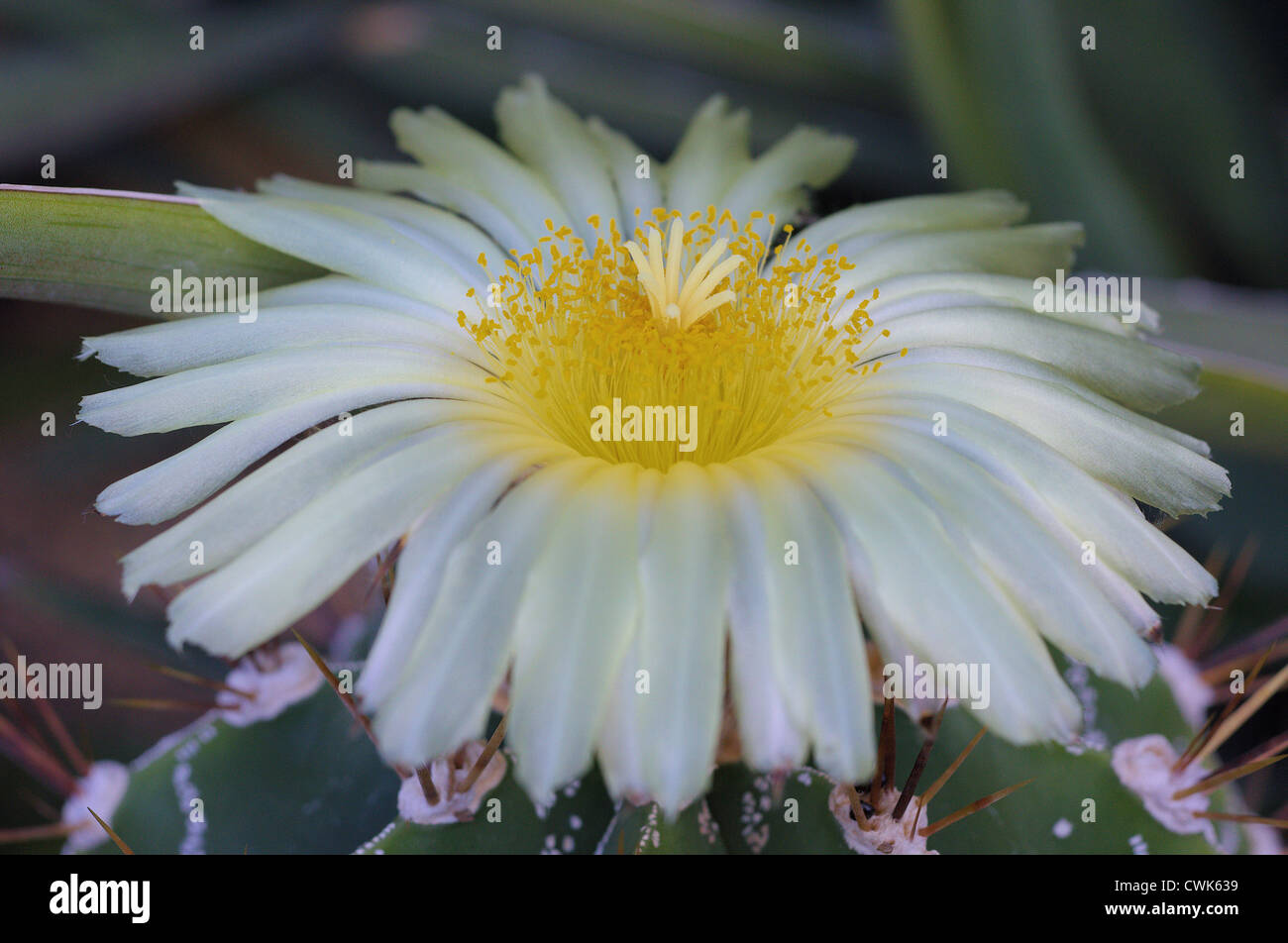 Astrophytum Ornatum weiße Kaktusblüte hautnah Stockfoto