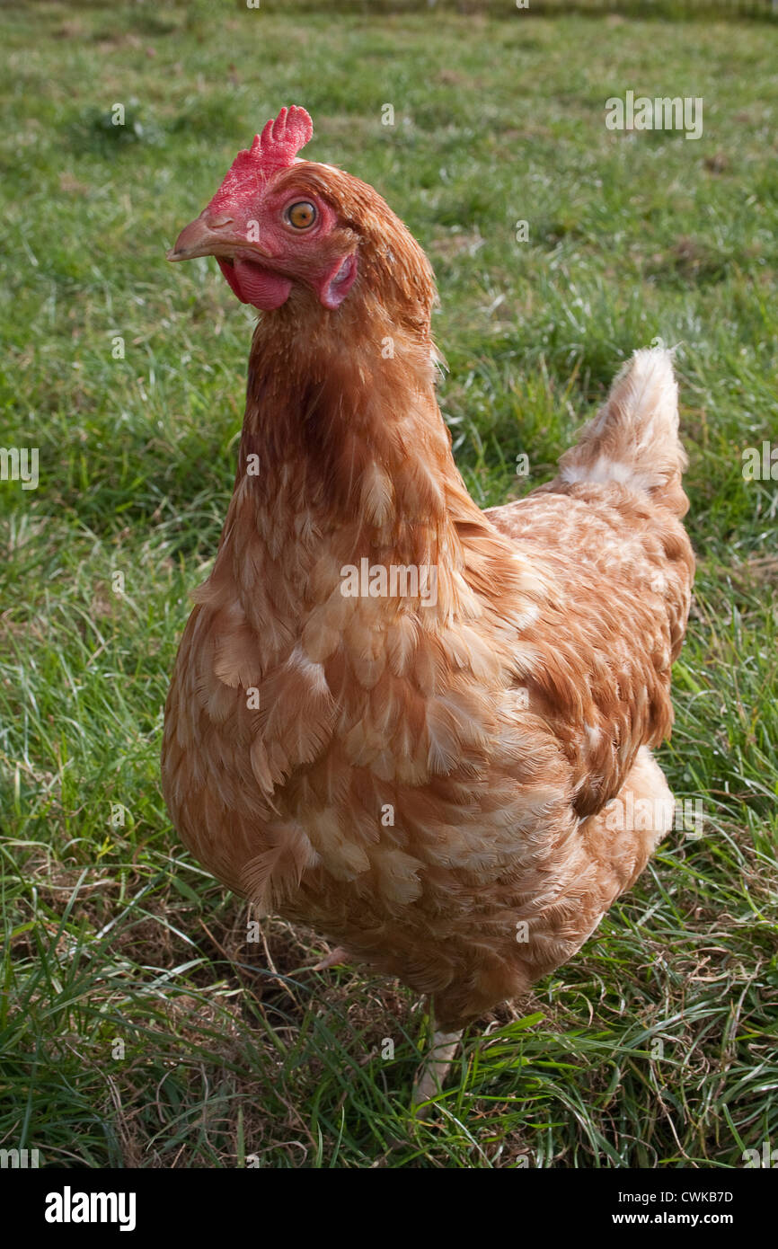 Freilandhaltung inländische Hühner Stockfoto