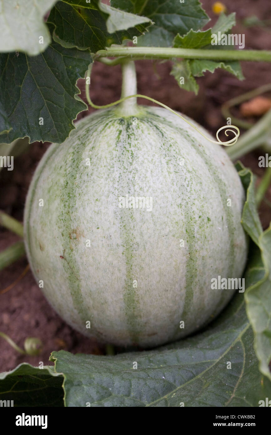 Cucumis Melo "Charentais". Charentais Melone im Gemüsegarten wachsen. Stockfoto