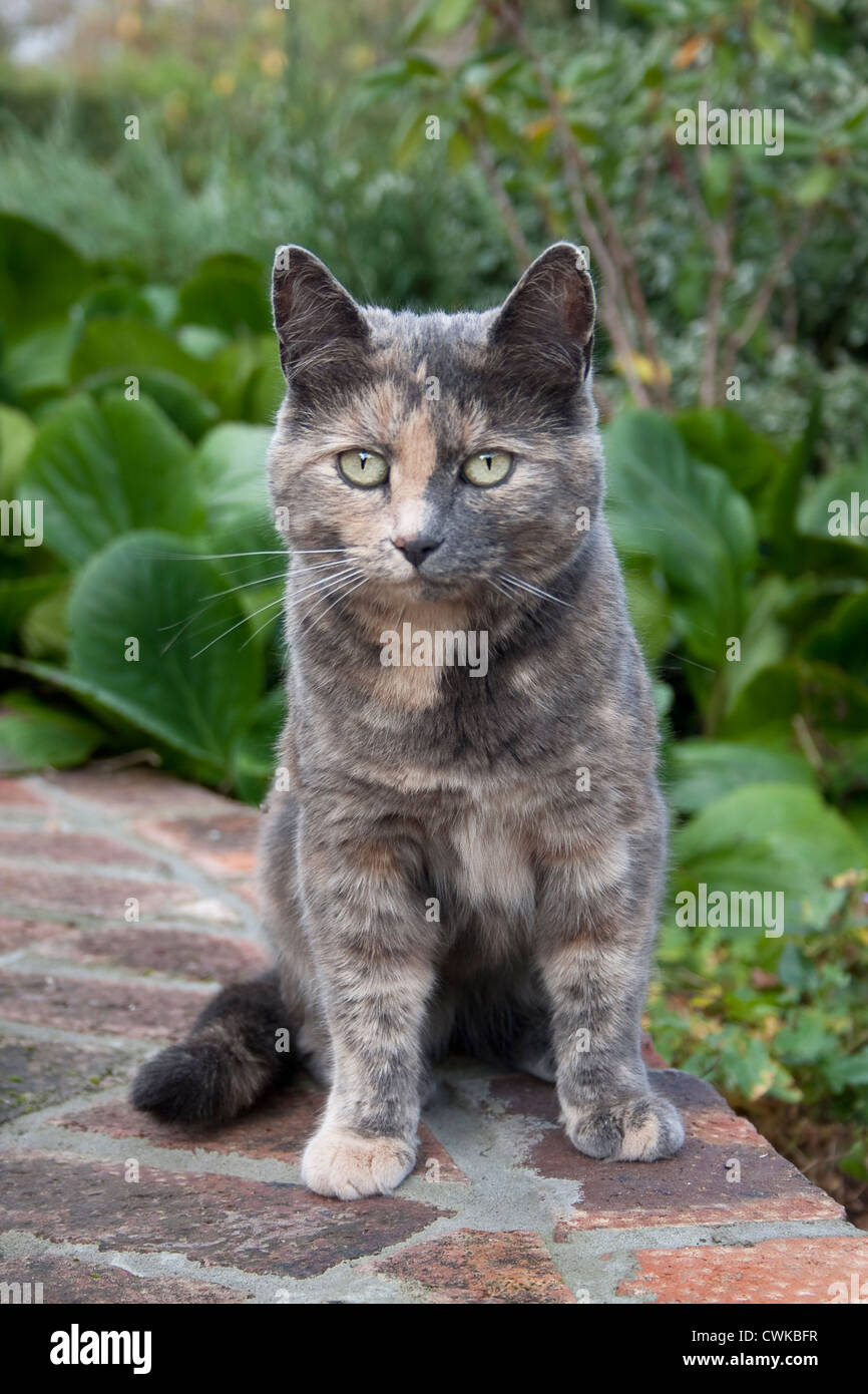 graue Katze draußen zu sitzen Stockfoto