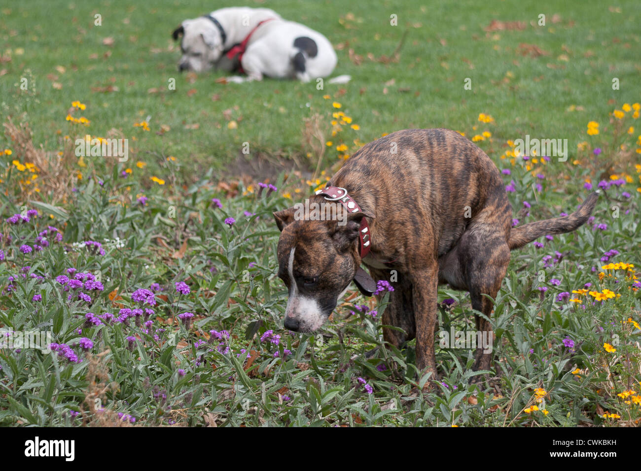 Staffordshire Bull terrior Hund defacating in Park Stockfoto