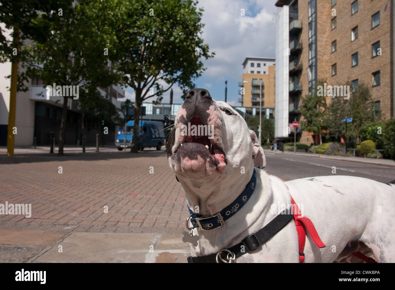 Hundegebell auf Street in London Stockfoto