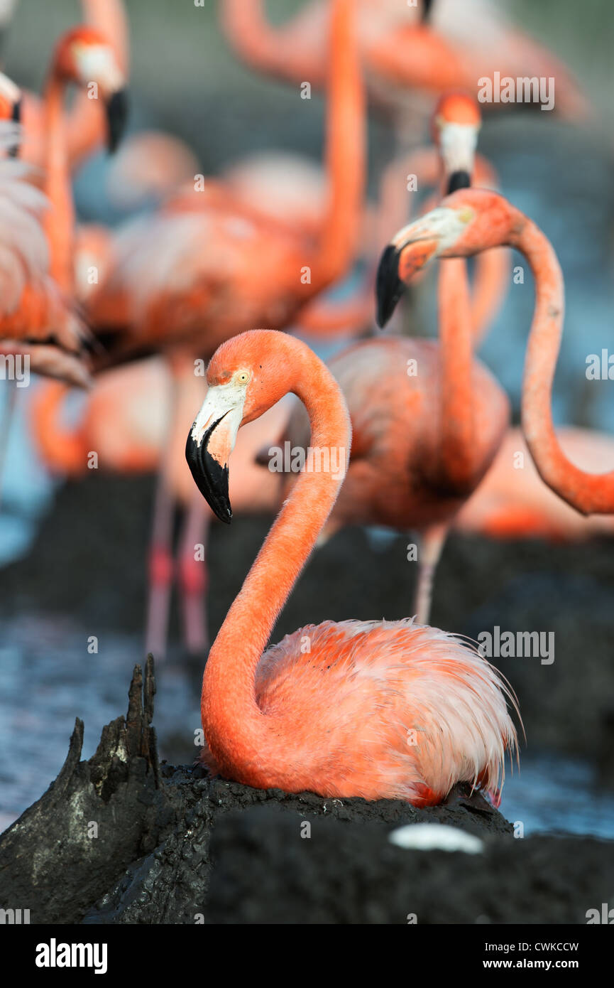 Der amerikanische Flamingo (Phoenicopterus Ruber) an den Nestern Stockfoto