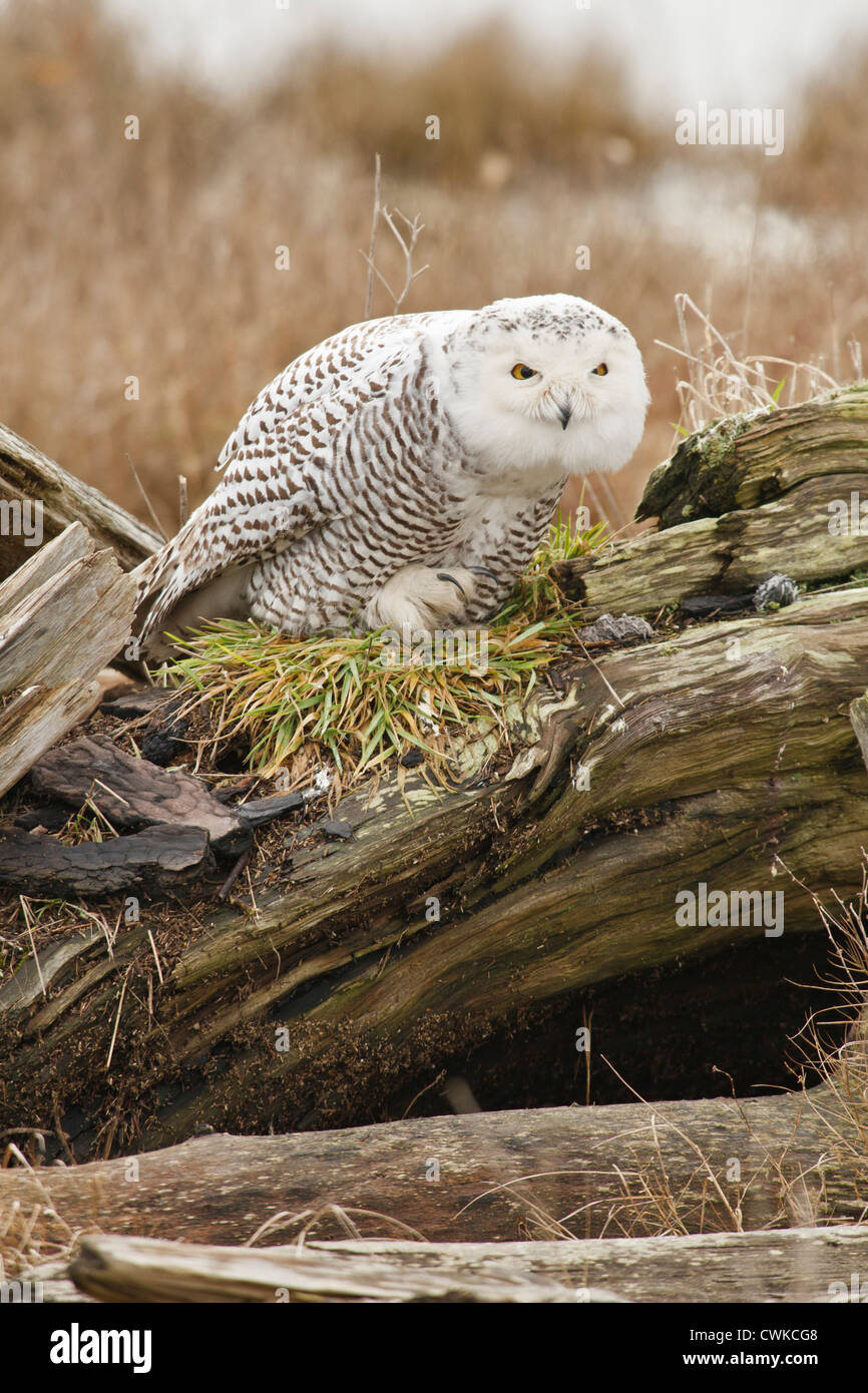 Kanada, British Columbia, Boundary Bay, schneebedeckten Eule (Nyctea Scandiaca) putzen Stockfoto