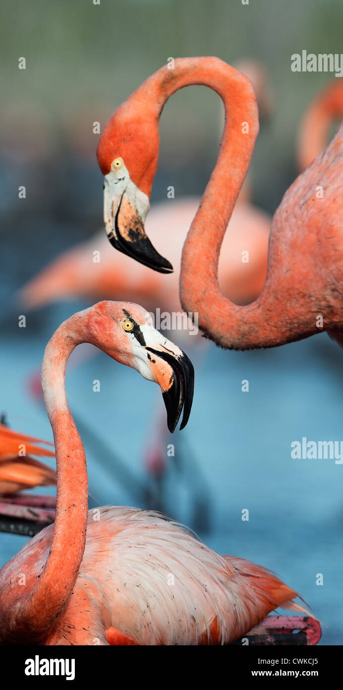 Karibik Flamingo (Phoenicopterus Ruber) Stockfoto