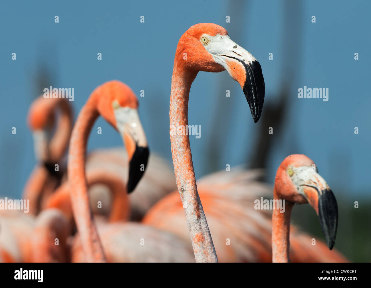 Karibik Flamingo (Phoenicopterus Ruber) Stockfoto