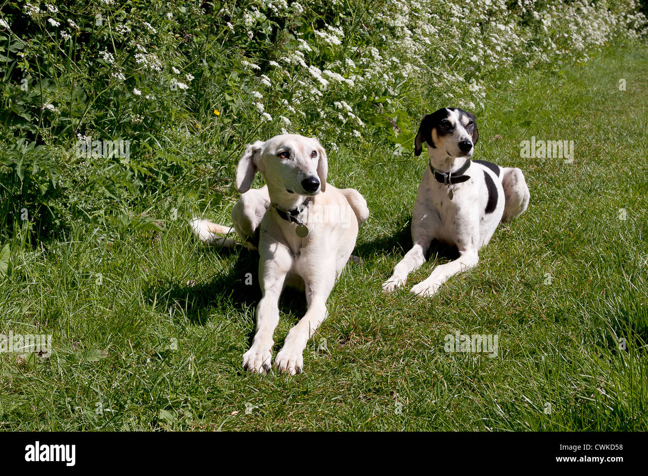 zwei Hunde am Leinpfad, Oxford Canal, Oxfordshire Stockfoto