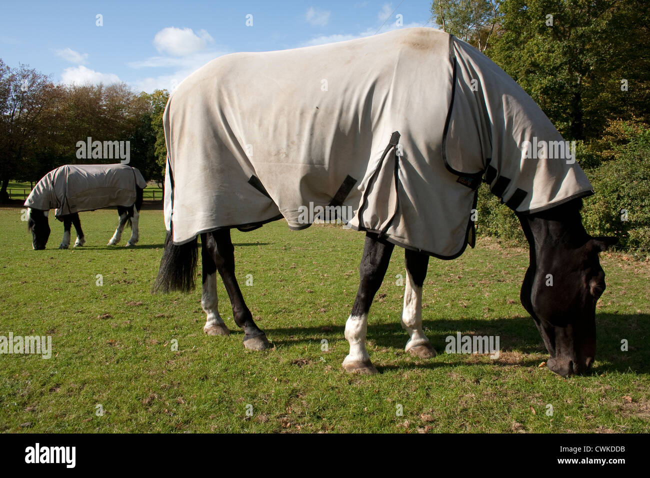 Pferde auf die Weide in Decken Stockfoto