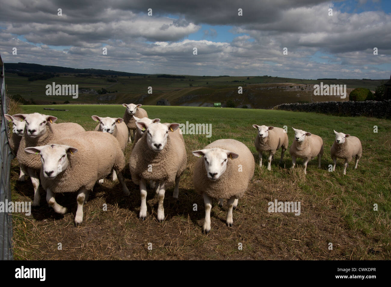 Beltex Schafe, Cressbrook Dale, Litton, Peak District, Derbyshire, England Stockfoto