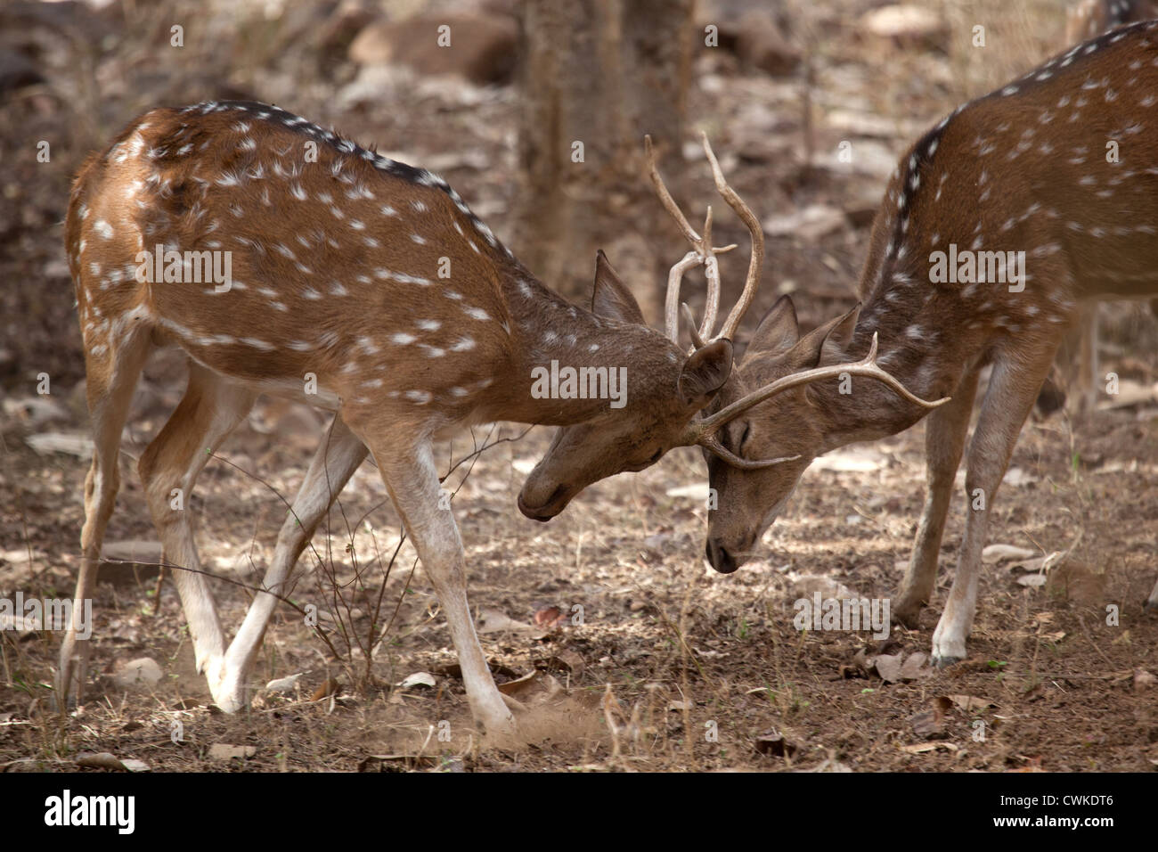 Chital / gefleckte Rehe / Axishirsch (Axis Axis), zwei Hirsche kämpfen, Ranthambore Nationalpark, Sawai Madhopur, Rajasthan, Indien Stockfoto